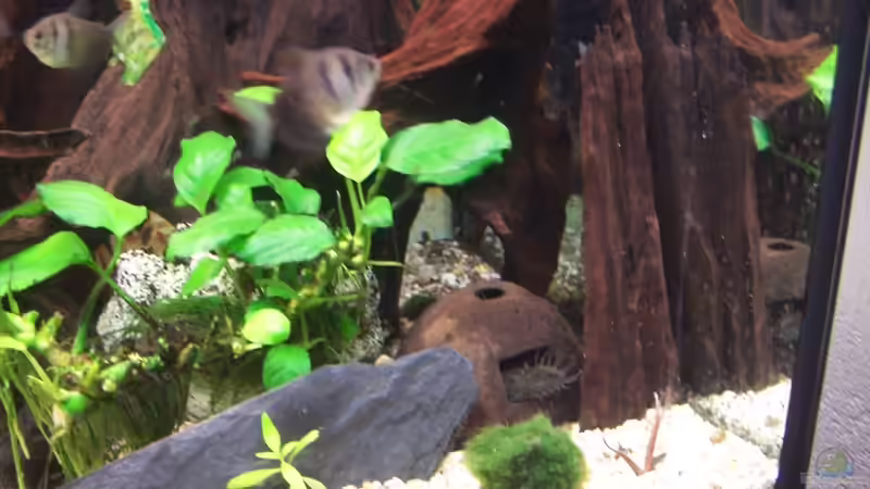 Besatz im Aquarium Becken 3767 von steffen bischoff (21)