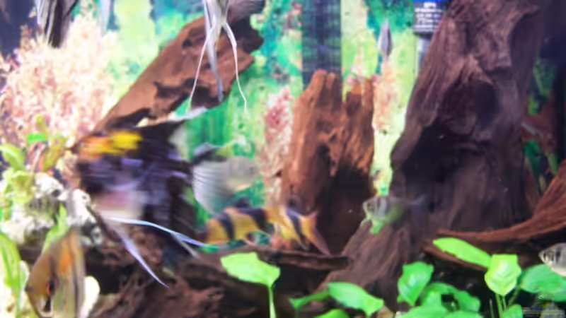 Besatz im Aquarium Becken 3767 von steffen bischoff (22)