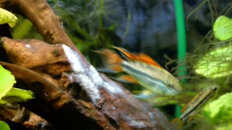 Besatz im Aquarium Becken 3771 von Christian Heitmann (7)