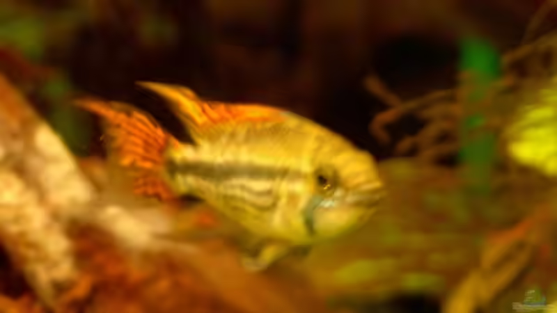 Besatz im Aquarium Becken 3771 von Christian Heitmann (8)