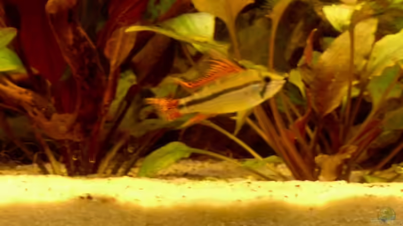 Besatz im Aquarium Becken 3771 von Christian Heitmann (9)