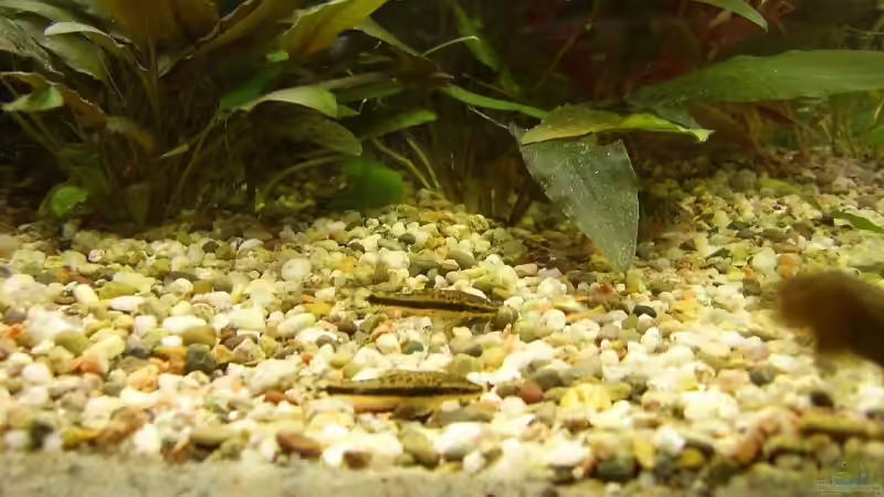 Besatz im Aquarium Becken 3772 von Uli Buck (6)