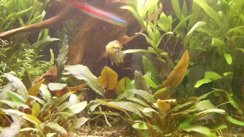 Besatz im Aquarium Becken 3772 von Uli Buck (7)