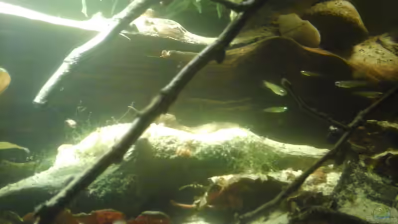 Besatz im Aquarium Becken 37738 von Tobias Bönte (4)