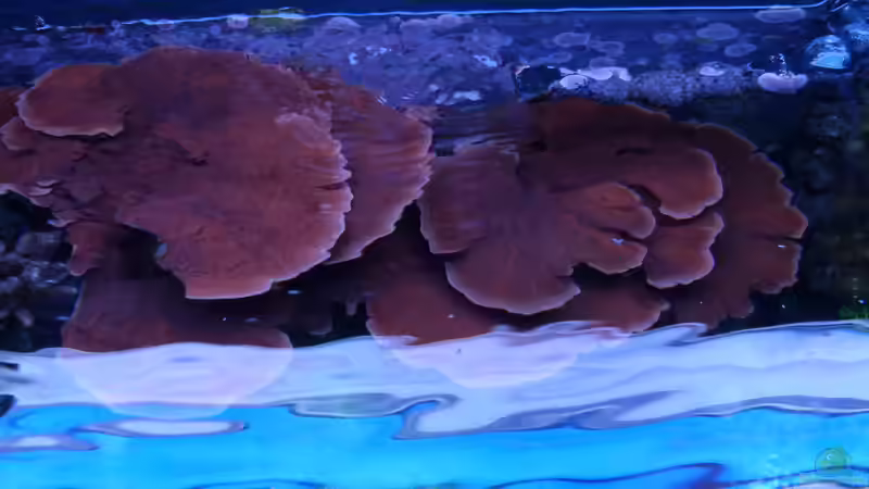 Besatz im Aquarium Becken 37754 von Artur Wegert (12)