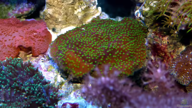 Besatz im Aquarium Becken 37754 von Artur Wegert (14)