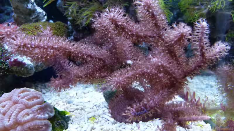 Besatz im Aquarium Becken 37754 von Artur Wegert (15)