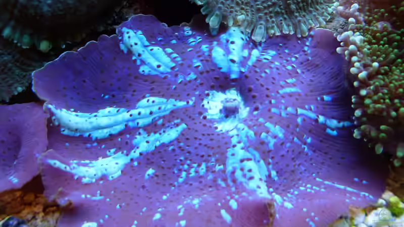 Besatz im Aquarium Becken 37754 von Artur Wegert (21)