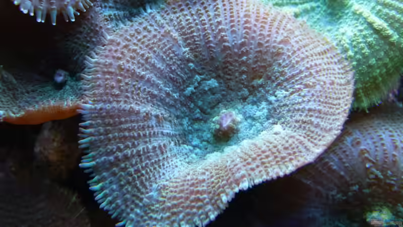 Besatz im Aquarium Becken 37754 von Artur Wegert (22)