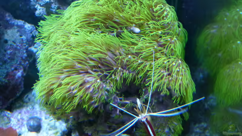 Besatz im Aquarium Becken 37754 von Artur Wegert (23)