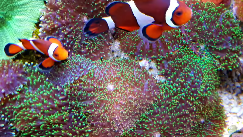 Besatz im Aquarium Becken 37754 von Artur Wegert (24)