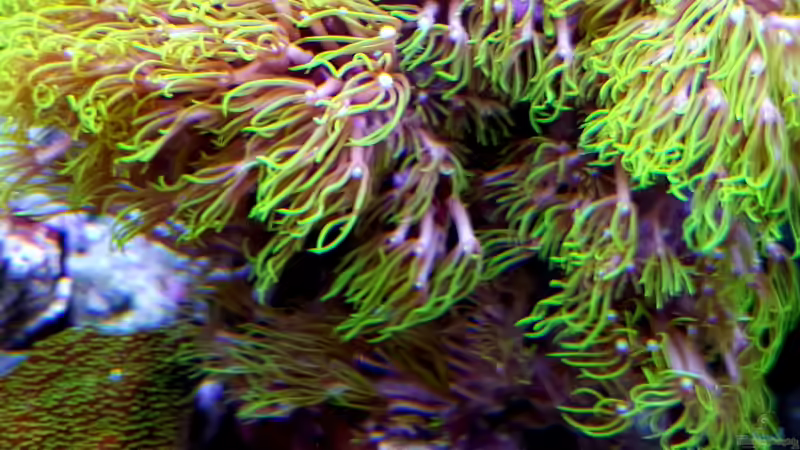 Besatz im Aquarium Becken 37754 von Artur Wegert (26)