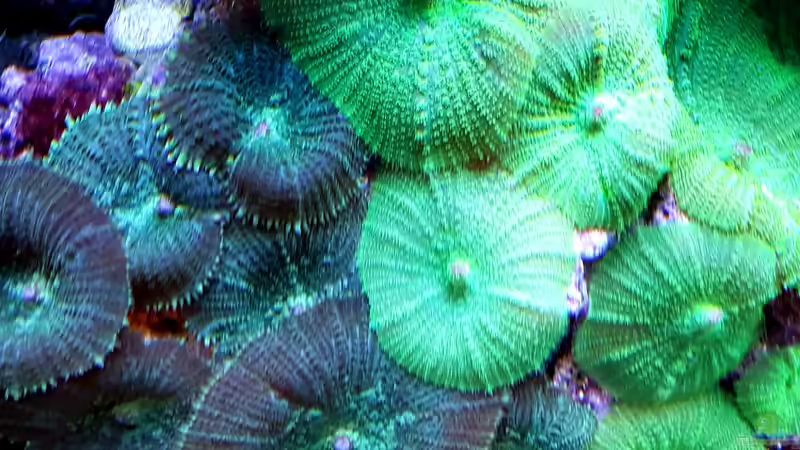 Besatz im Aquarium Becken 37754 von Artur Wegert (27)