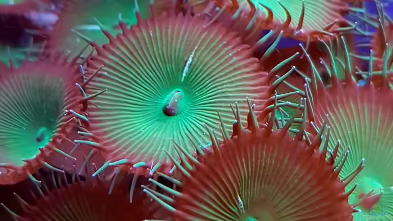 Besatz im Aquarium Becken 37754 von Artur Wegert (28)