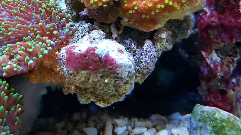 Besatz im Aquarium Becken 37754 von Artur Wegert (29)