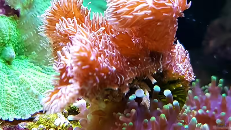 Besatz im Aquarium Becken 37754 von Artur Wegert (30)