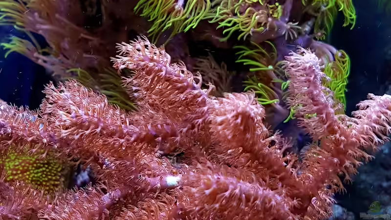 Besatz im Aquarium Becken 37754 von Artur Wegert (31)