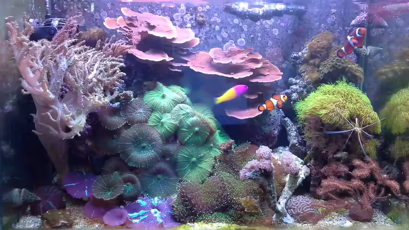 Besatz im Aquarium Becken 37754 von Artur Wegert (32)