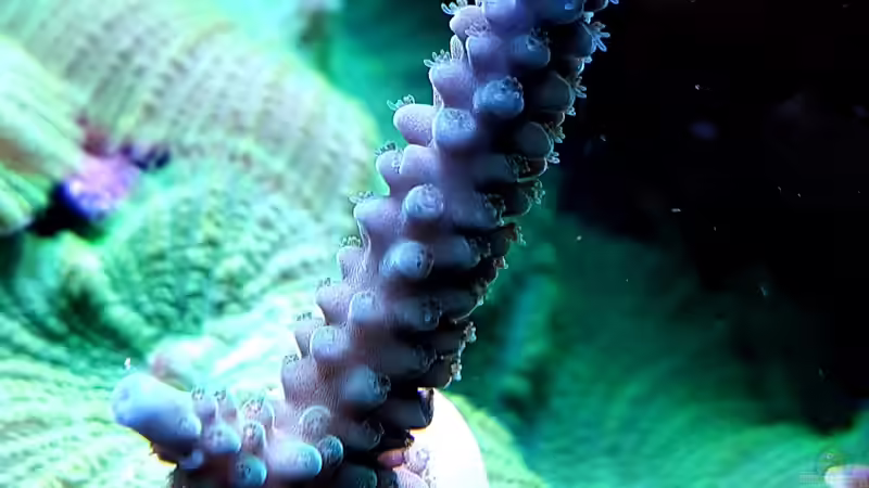 Besatz im Aquarium Becken 37754 von Artur Wegert (33)