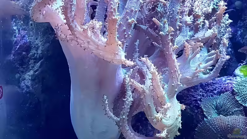 Besatz im Aquarium Becken 37754 von Artur Wegert (9)