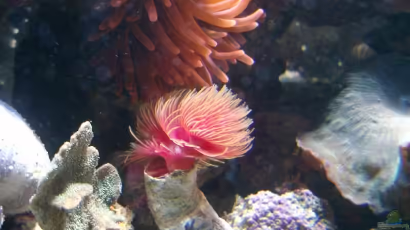 Besatz im Aquarium Becken 3782 von Enrico (8)