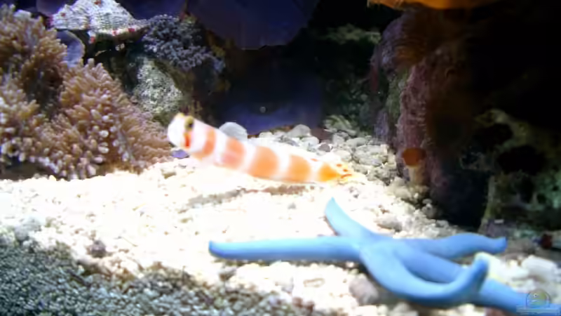 Besatz im Aquarium Becken 3782 von Enrico (9)