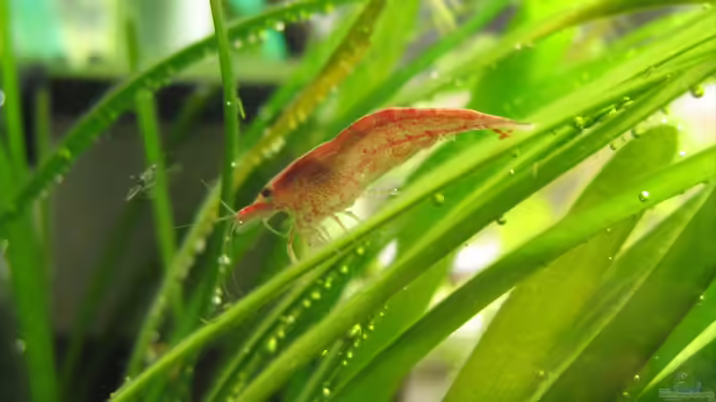 Besatz im Aquarium Becken 3783 von Melanie Dreier (18)