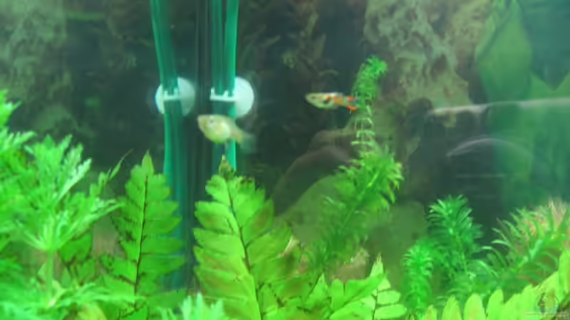 Besatz im Aquarium Becken 3783 von Melanie Dreier (20)
