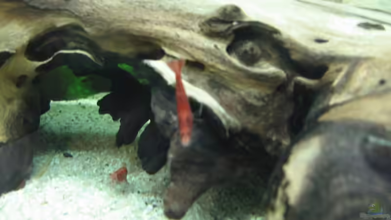 Besatz im Aquarium Becken 3783 von Melanie Dreier (22)