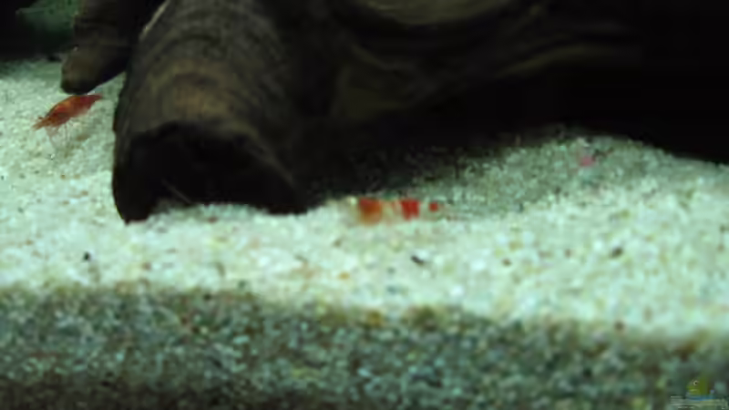 Besatz im Aquarium Becken 3783 von Melanie Dreier (23)