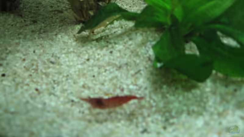 Besatz im Aquarium Becken 3783 von Melanie Dreier (24)