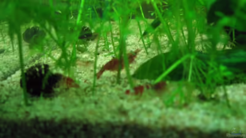 Besatz im Aquarium Becken 3783 von Melanie Dreier (25)