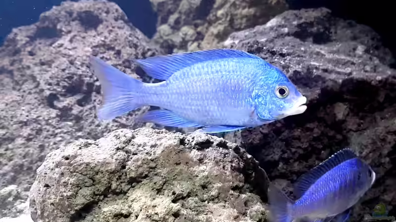 Besatz im Aquarium Becken 37995 von ehemaliger User (1)
