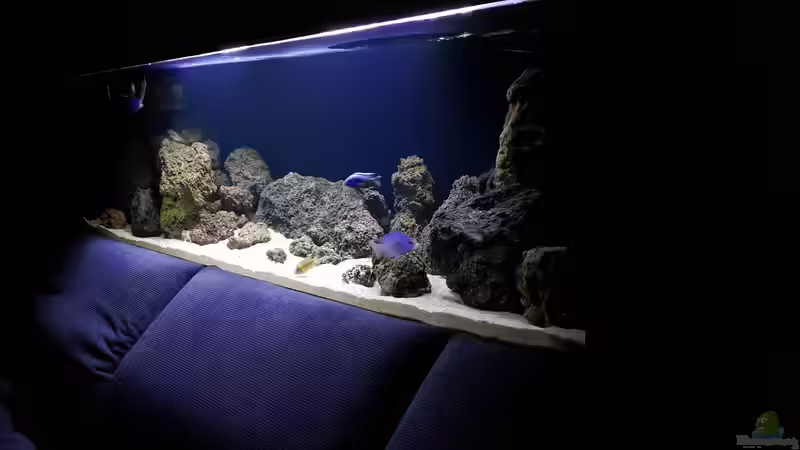 Besatz im Aquarium Becken 37995 von ehemaliger User (3)