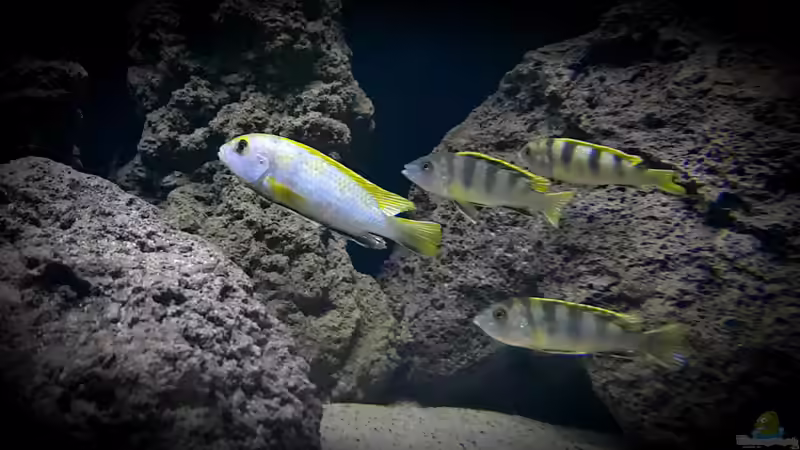 Besatz im Aquarium Becken 37995 von ehemaliger User (4)