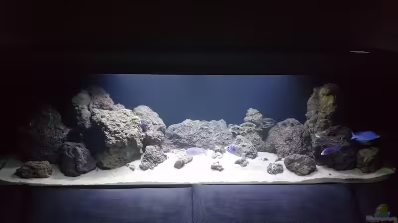 Besatz im Aquarium Becken 37995 von ehemaliger User (5)