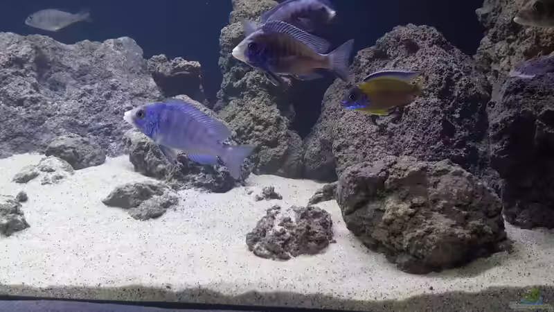 Besatz im Aquarium Becken 37995 von ehemaliger User (7)