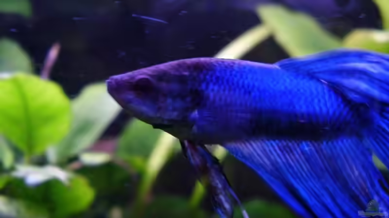 Besatz im Aquarium Becken 3824 von Stephan Nichter (5)