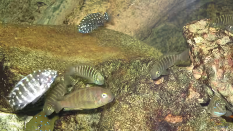 Besatz im Aquarium Becken 3836 von Axel Borck (16)