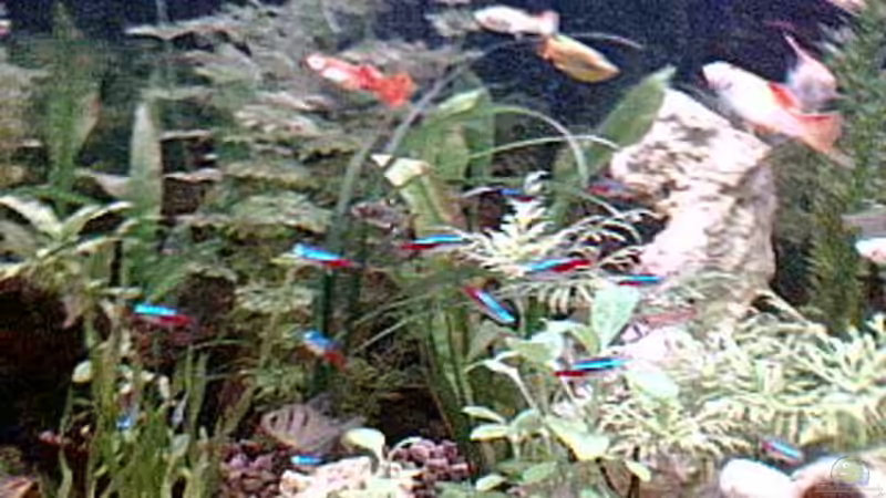 Besatz im Aquarium Becken 3842 von Benedikt Schneider (6)