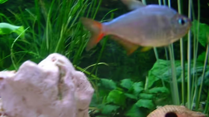 Besatz im Aquarium Becken 3848 von Sonja Kopf (13)