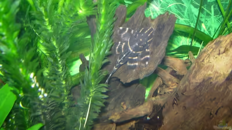 Besatz im Aquarium Becken 3848 von Sonja Kopf (14)