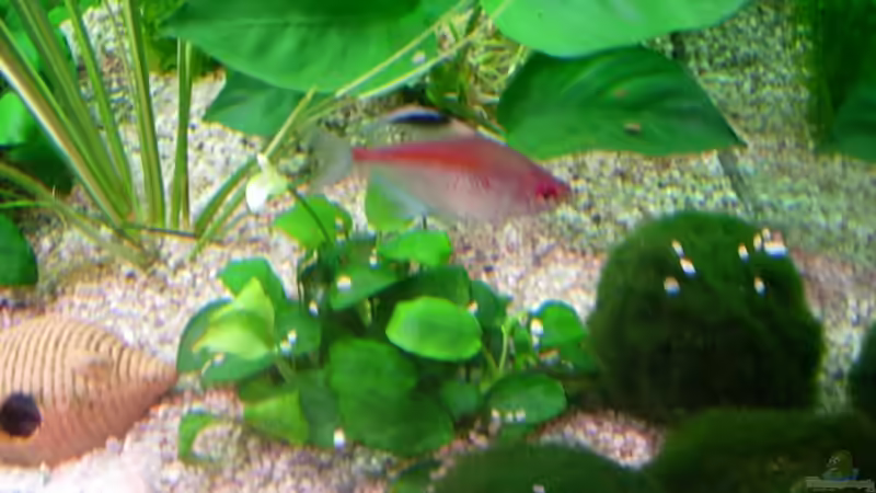 Besatz im Aquarium Becken 3848 von Sonja Kopf (15)