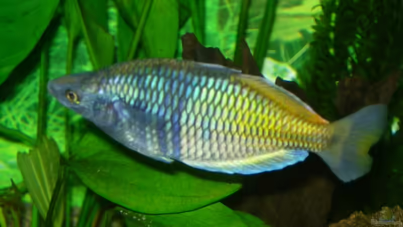 Besatz im Aquarium Becken 3848 von Sonja Kopf (20)