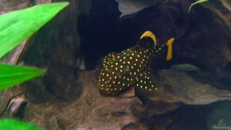 Besatz im Aquarium Becken 3893 von Thomas Pirner (29)