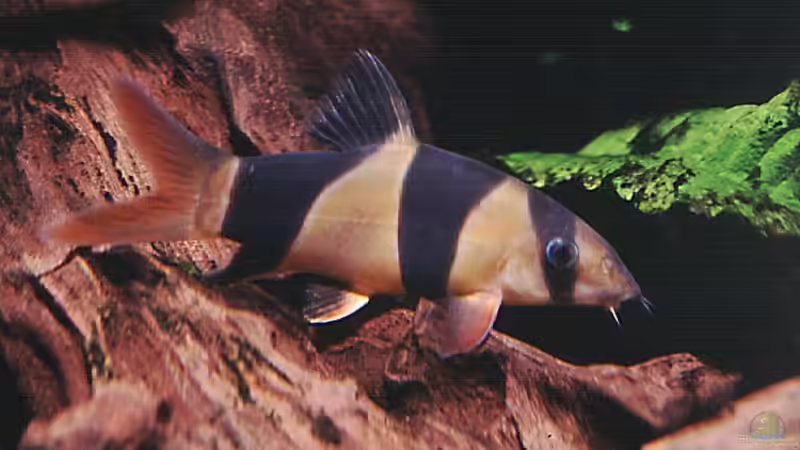 Besatz im Aquarium Becken 3893 von Thomas Pirner (31)