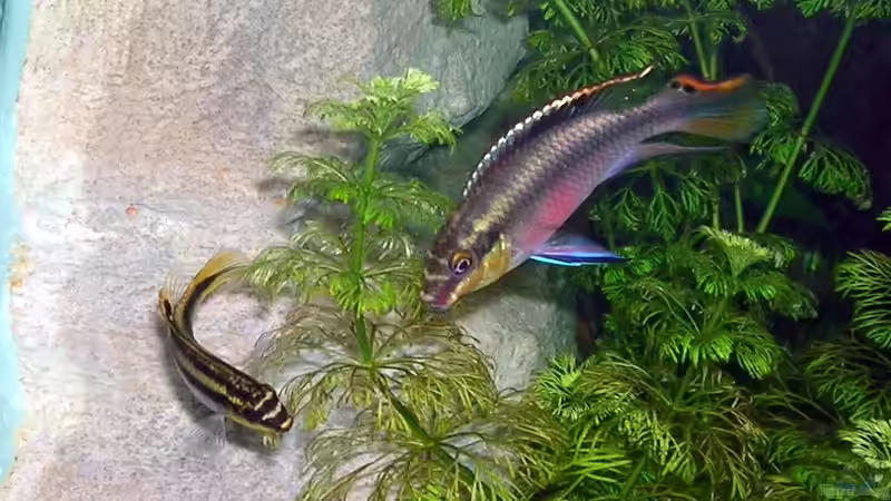 Besatz im Aquarium Becken 3893 von Thomas Pirner (34)