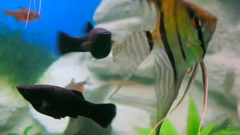 Besatz im Aquarium Becken 3893 von Thomas Pirner (37)