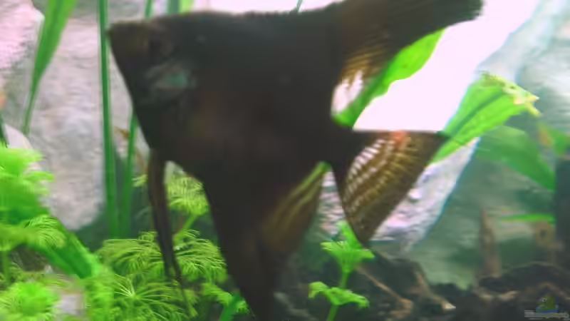 Besatz im Aquarium Becken 3893 von Thomas Pirner (39)