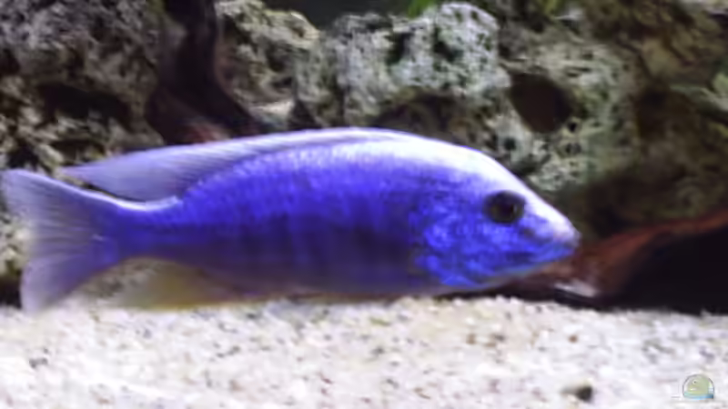 Besatz im Aquarium Becken 390 von Dirk Grieving (6)